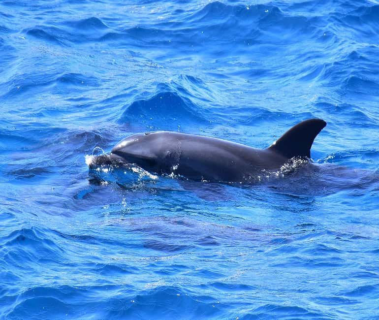 Hurghada or Makadi: Discover the Magic of Dolphin House - Should you book Dolphin House?