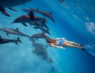 Discover the Magic of Dolphin House