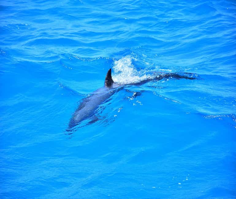 Hurghada or Makadi: Discover the Magic of Dolphin House - Safety rules are part of the experience