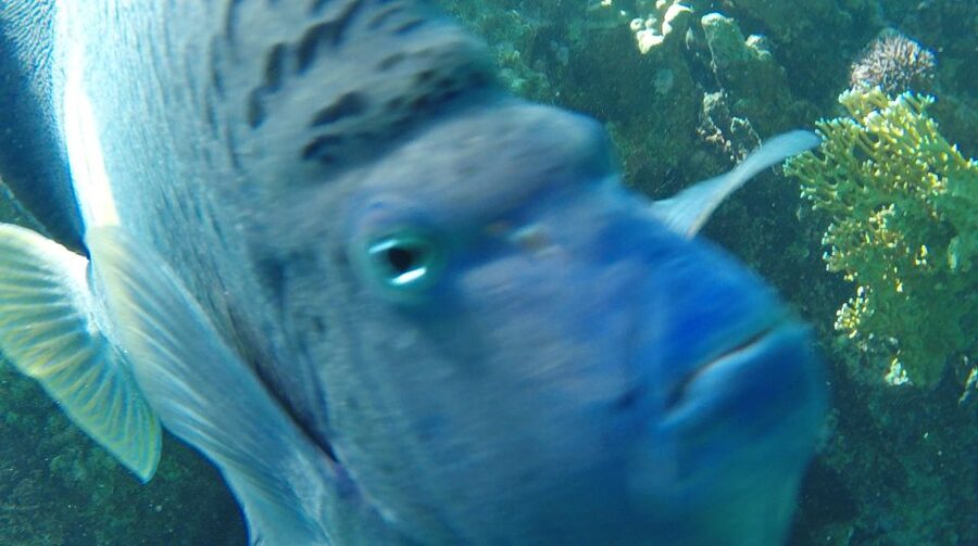 Hurghada: Orange Bay & Giftun Island, Snorkeling With Lunch - What the Orange Bay stop is like