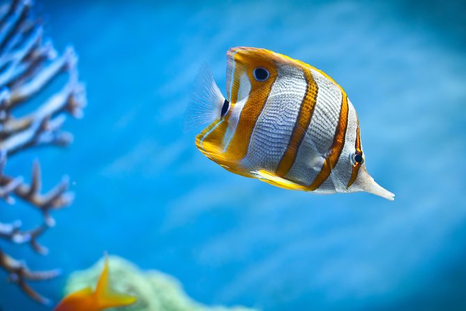 Hurghada: Orange Bay, Snorkeling, Watersports, Lunch & Drinks - Lunch, breakfast, fruit, and free-flow drinks