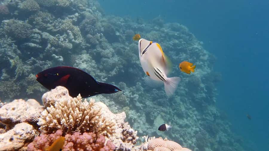 Hurghada: Premium Island Cruise with Lunch and snorkeling - What Your Six Hours on the Red Sea Look Like