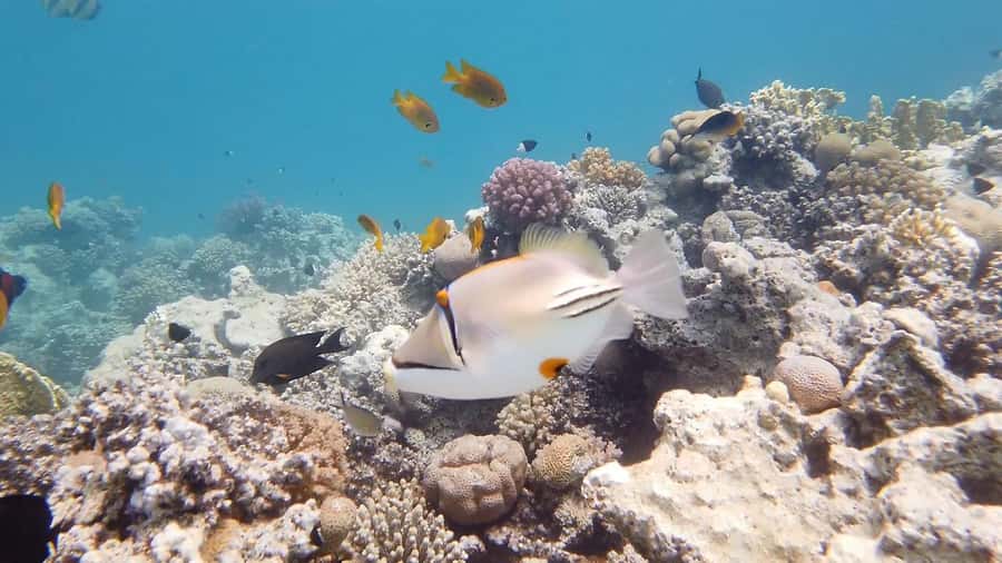 Hurghada: Premium Island Cruise with Lunch and snorkeling - FAQ