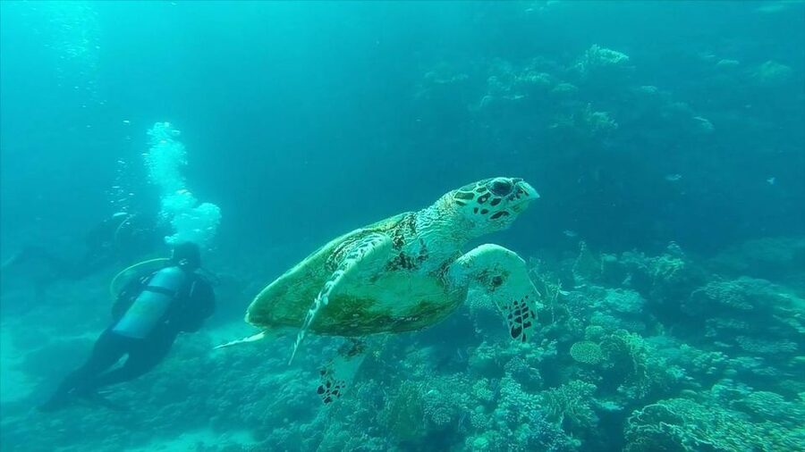 Hurghada: Premium Island Cruise with Lunch and snorkeling - Crew Service and Snorkeling Support