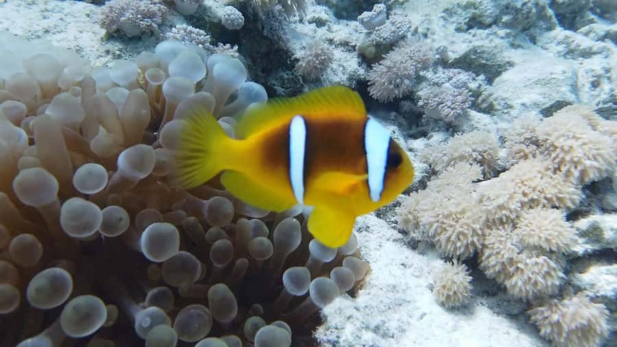 Hurghada: Premium Island Cruise with Lunch and snorkeling - Is the $31 Price Good Value?