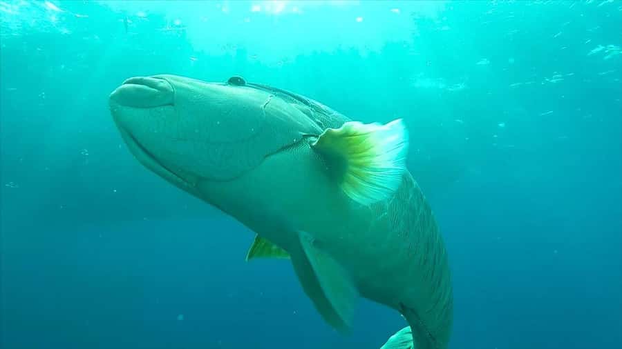 Hurghada: Premium Island Cruise with Lunch and snorkeling - Who Should Book This Cruise?