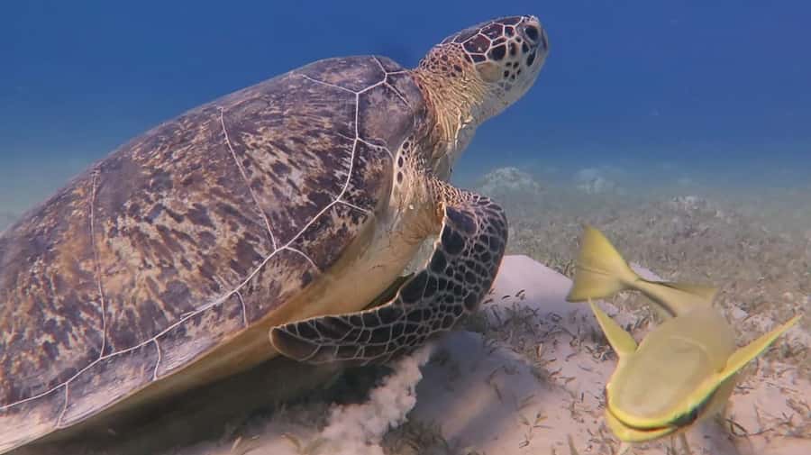 Hurghada: Premium Island Cruise with Lunch and snorkeling - Should You Book the Hurghada Premium Island Cruise?