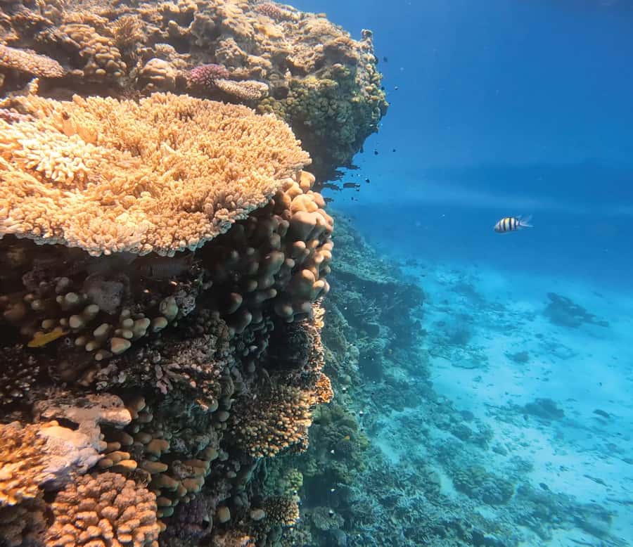 Hurghada: Premium Orange Island Cruise with Lunch & Transfer - Why Orange Bay makes this eight-hour trip worthwhile