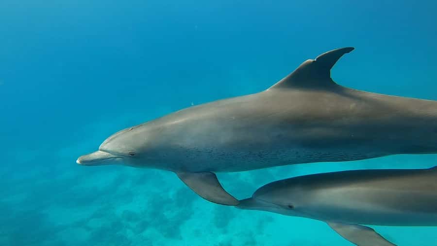 Hurghada: Private Speedboat Adventure with Snacks & Pick-up - The speedboat ride and hotel pickup