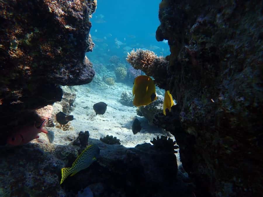 Hurghada: Private Speedboat to Magawish Island - Two hours of swimming and snorkeling near Hurghada