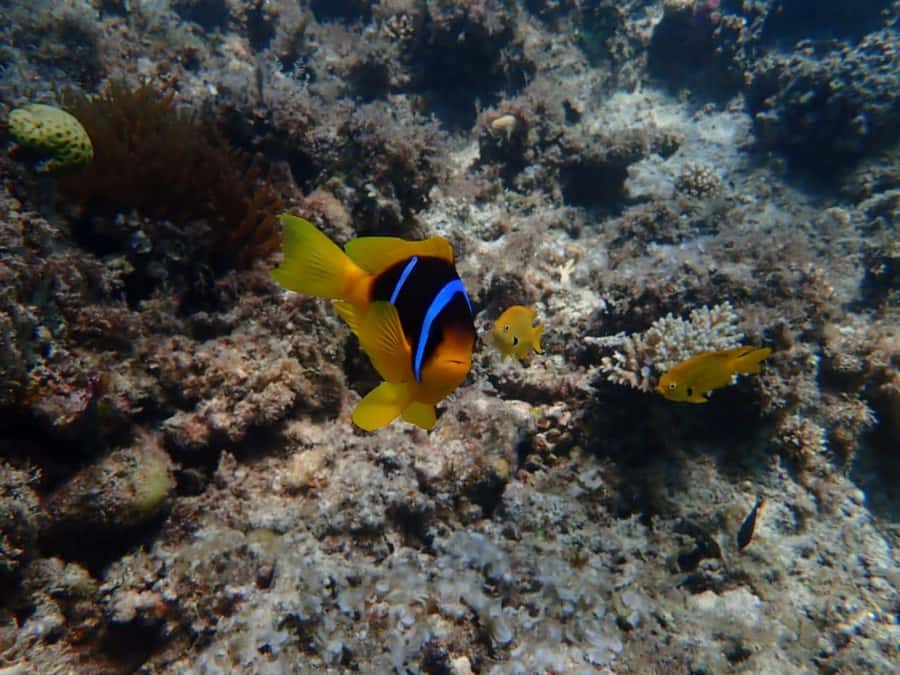 Hurghada: Private Speedboat to Magawish Island - What to pack for a smoother day