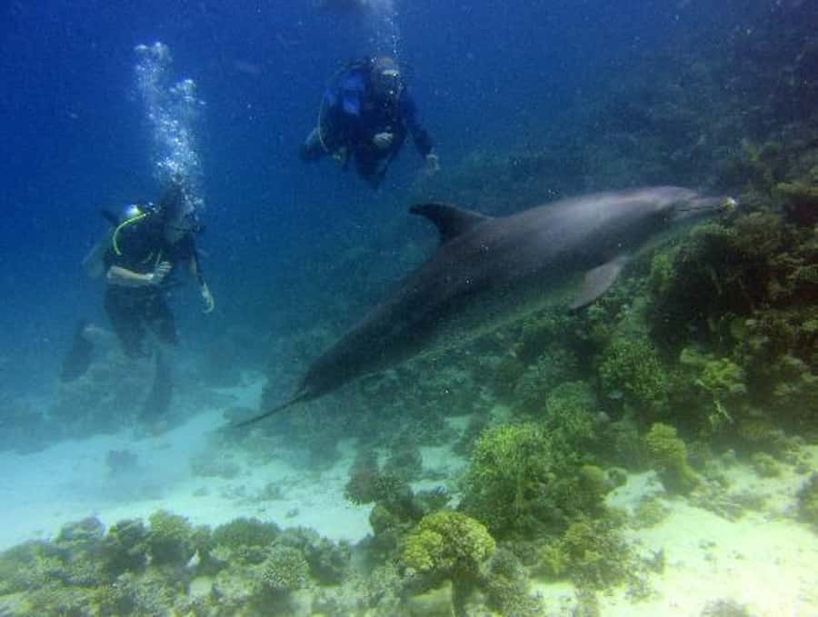 Hurghada, Professionals Diving in Open Water Tour with Lunch - How the schedule works as a full day
