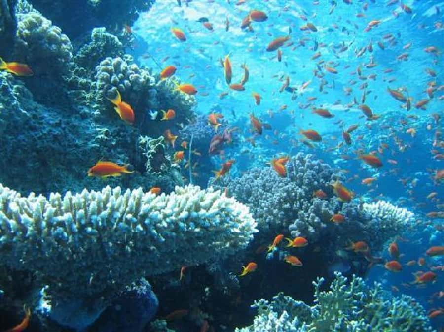 Hurghada, Professionals Diving in Open Water Tour with Lunch - Forty-five minutes for snorkeling or swimming