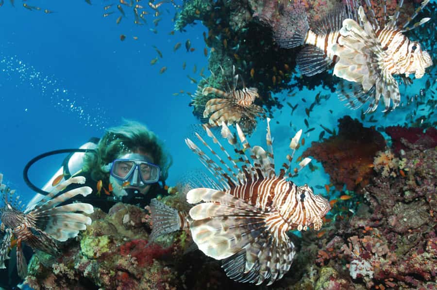 Hurghada, Professionals Diving in Open Water Tour with Lunch - Languages and first-time scuba participants