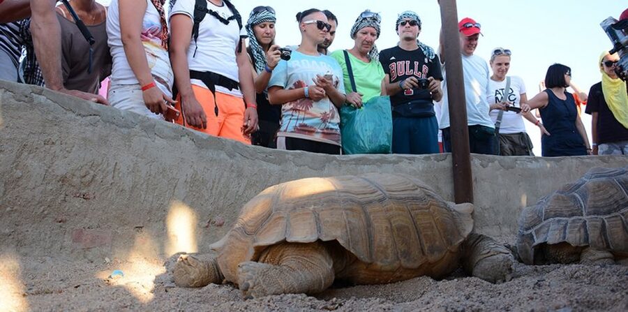 Hurghada: Quad Bike, Camel, Show, Dinner, & Stargazing Trip - Sunrise breakfast and the horse-riding option
