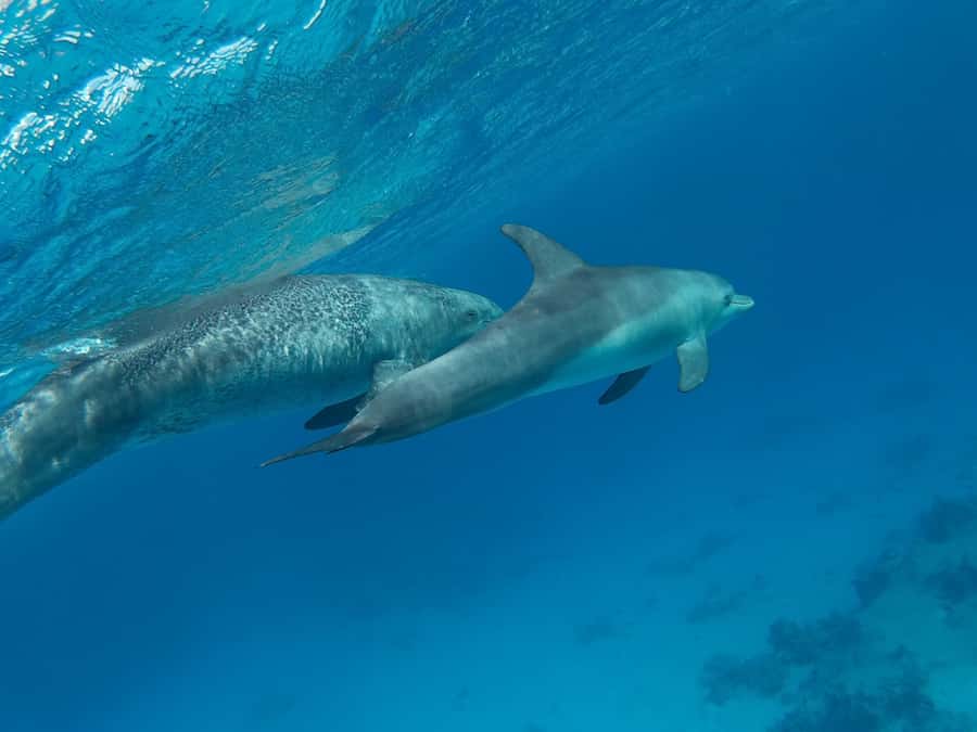 Hurghada: Royal Luxury VIP Cruise to Orange Bay with Lunch - The massage and the optional scuba session