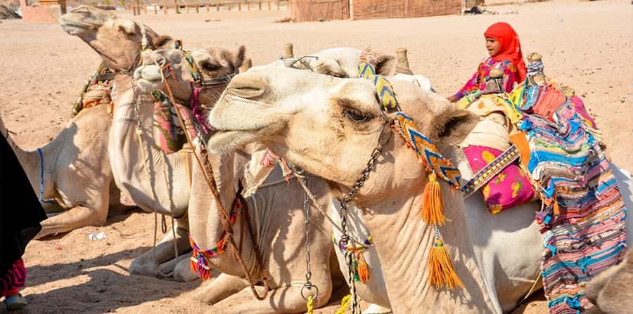 Hurghada: Safari Jeep, Buggy, Camel, Quad, Bedouin Dinner - FAQ