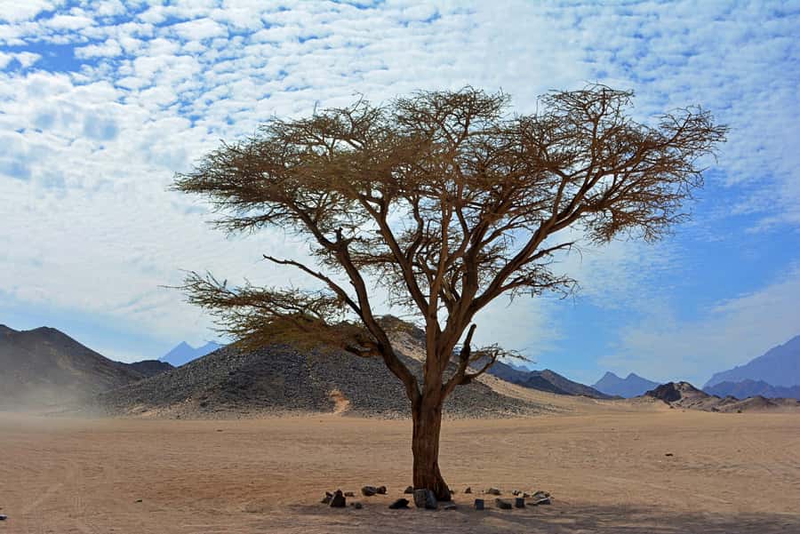 Hurghada: Safari Jeep & Camel Ride with BBQ Dinner & Show - Inside the Bedouin tent and village
