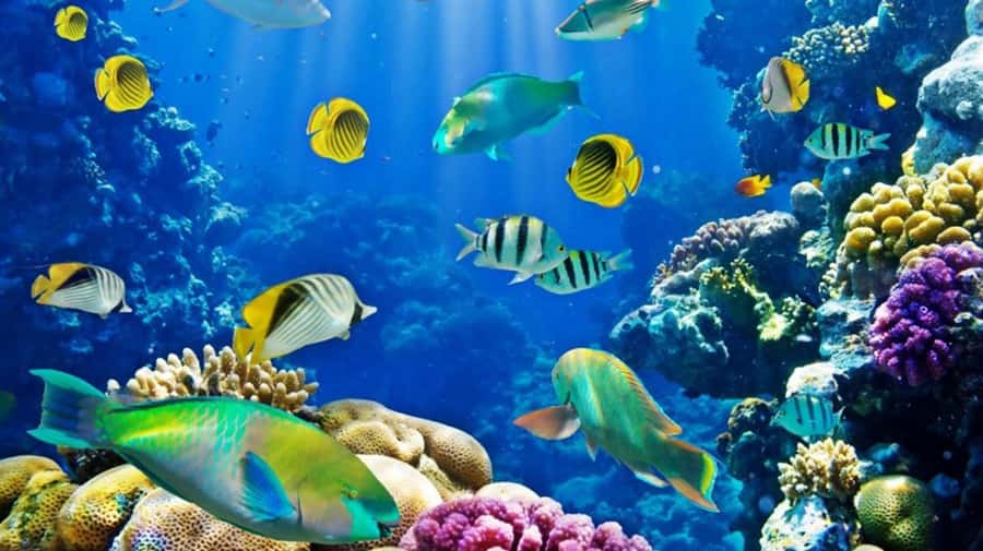 Hurghada: Scuba Diving cruise with lunch & pickup - Who should book this Red Sea cruise?