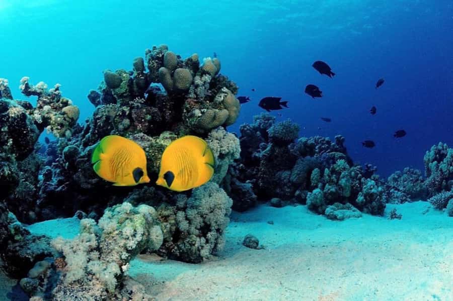 Hurghada: Scuba Diving cruise with lunch & pickup - The second reef stop and lunch