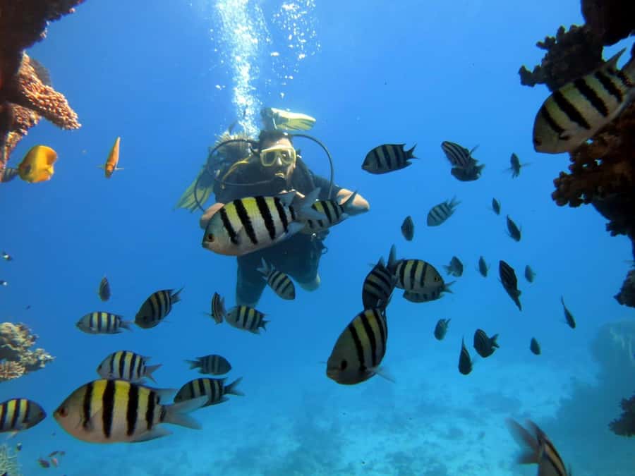 Hurghada: Scuba Diving cruise with lunch & pickup - How much value do you get for $40?