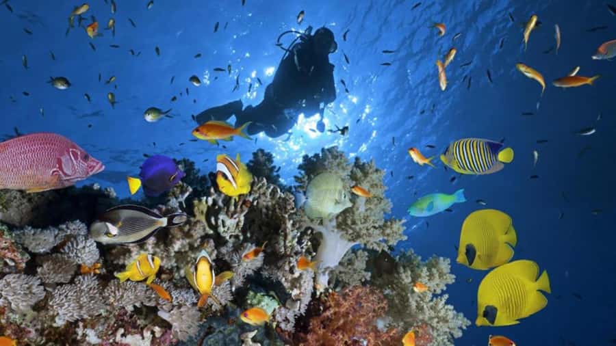 Hurghada: Scuba Diving cruise with lunch & pickup - Hotel pickup, language, and practical details