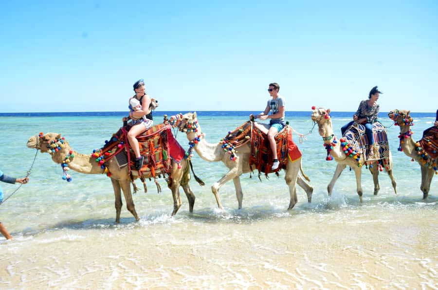 Hurghada: Sea & Desert Camel Ride w/Dinner, Show, Stargazing - Morning, afternoon, or sunset?