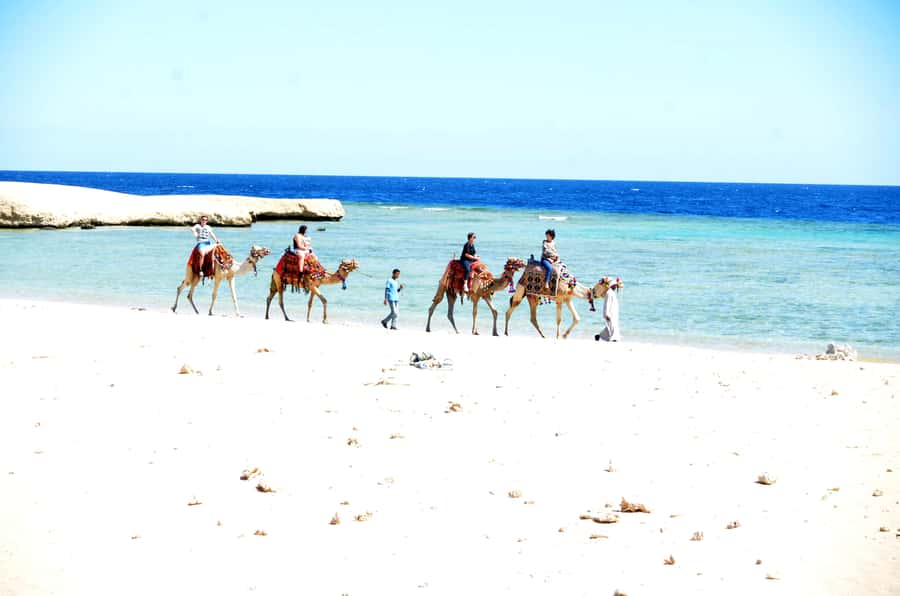 Hurghada: Sea & Desert Camel Ride w/Dinner, Show, Stargazing - Dinner, dancing, and Saturn after dark