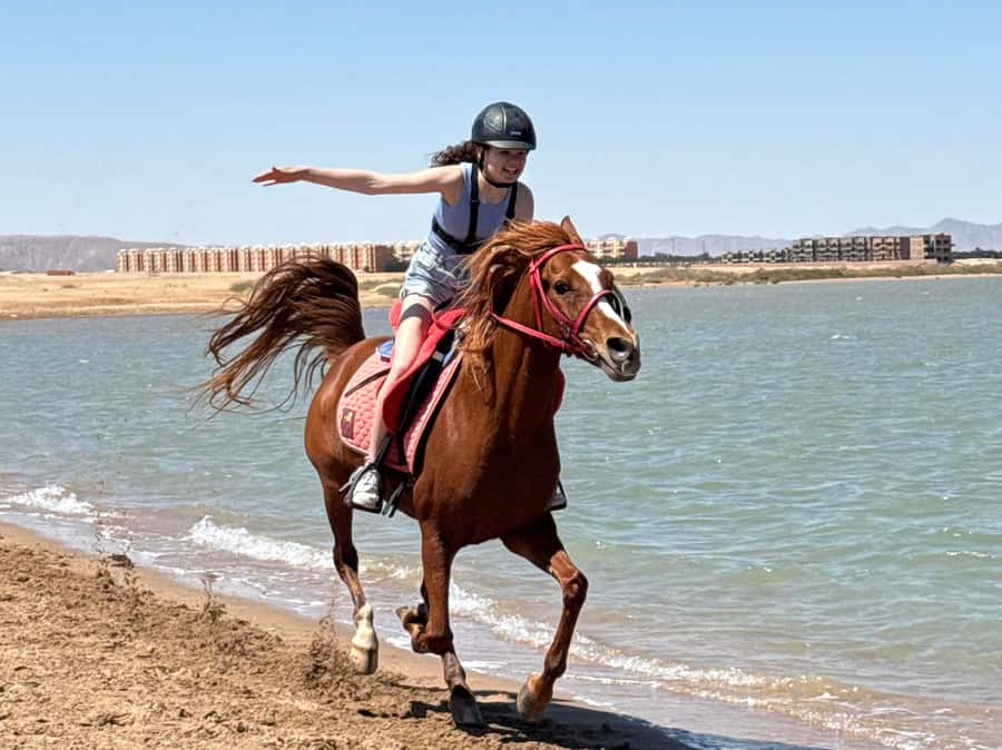 Hurghada: Sea & Desert Horse Riding tour/w Swimming&Transfer - Key points to know before booking