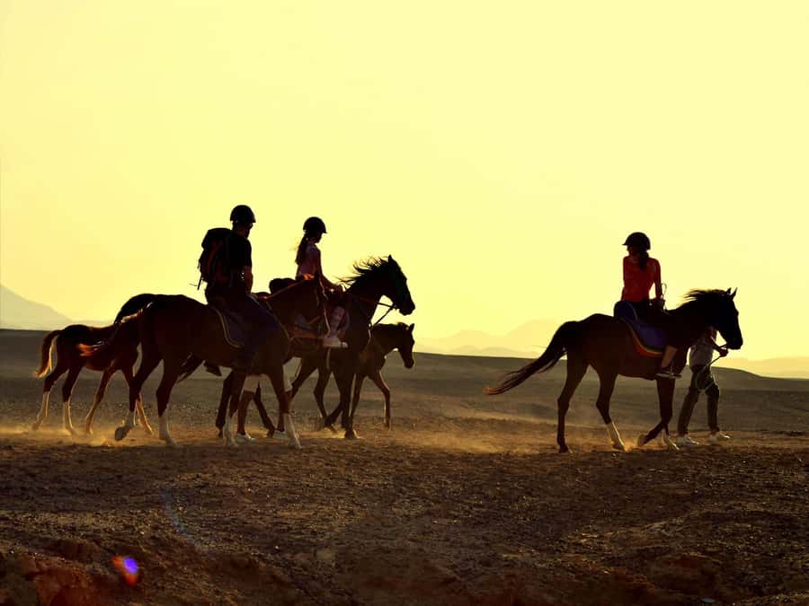Hurghada: Sea & Desert Horse Tour, Stargazing, Dinner & Show - The VIP four-hour horse swim