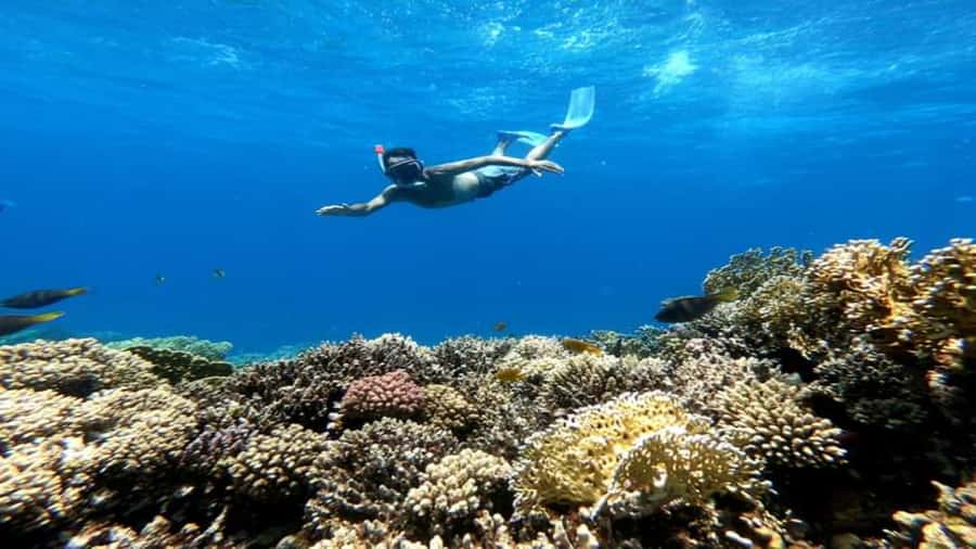 Hurghada: Snorkeling 6 x 1 to Orange Bay w Diving & Massage - A full Red Sea day for $62