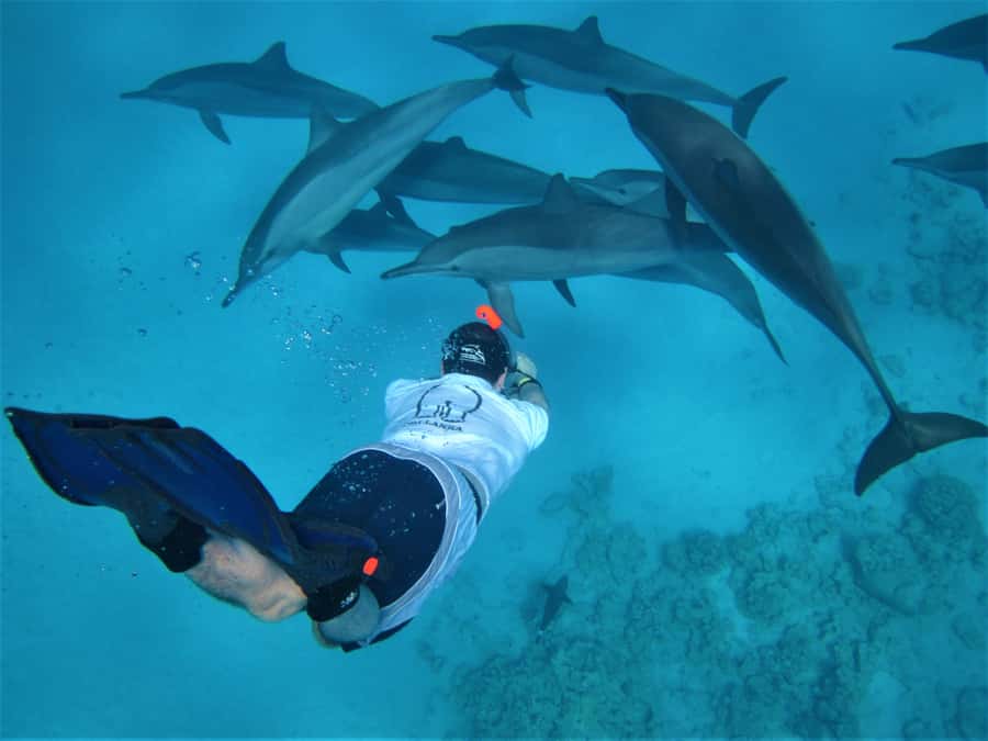 Hurghada: Speedboat Dolphin Watching & Snorkeling with Lunch - Two or three snorkeling stops on Red Sea reefs