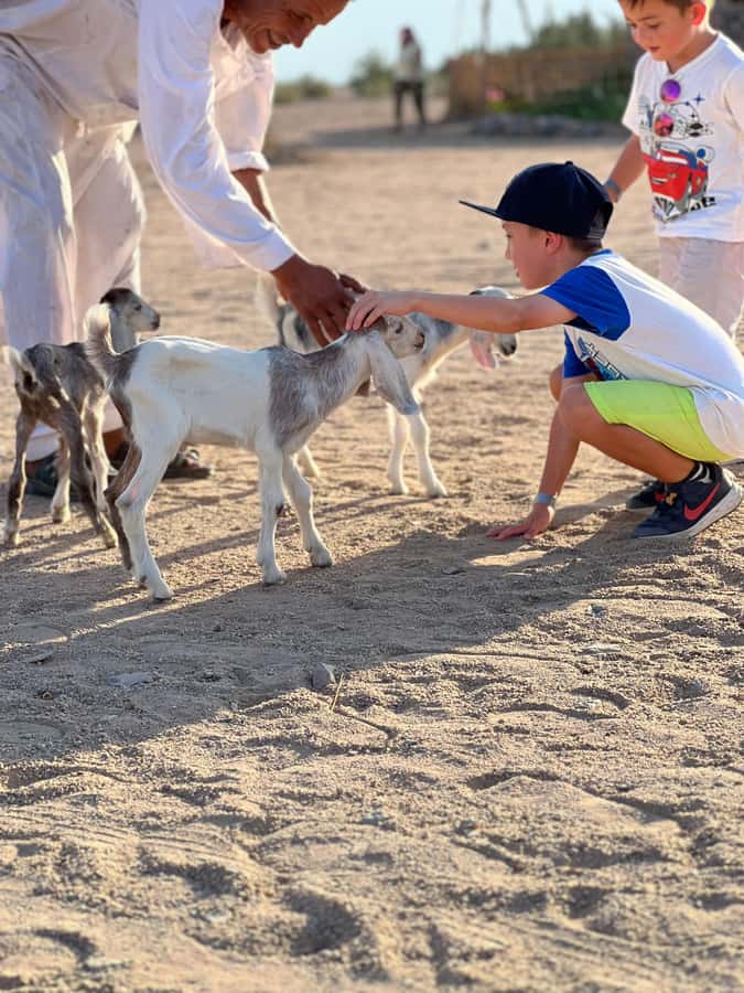 Hurghada: Sunset Camel Ride with Dinner - Should you book the Hurghada sunset camel ride?