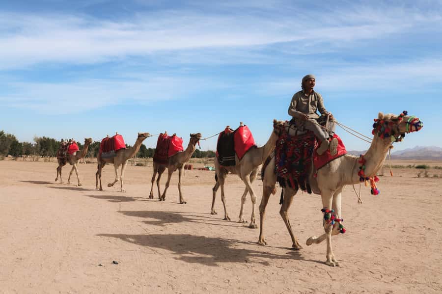 Hurghada: Sunset Camel Ride with Dinner - Tea, Bedouin customs, and the desert base