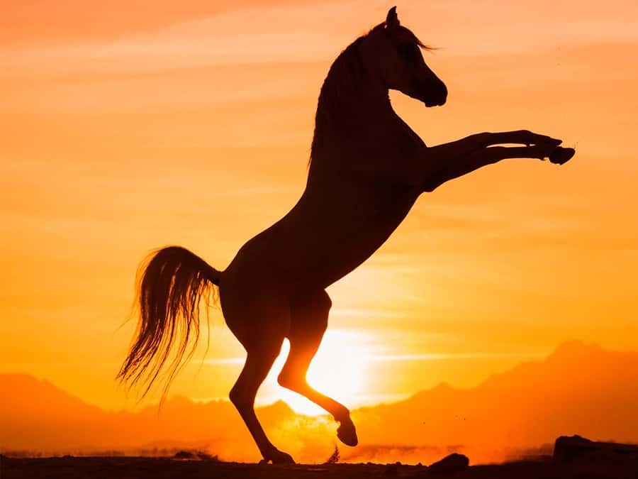 Hurghada: Sunset Sea, Desert Horse W Opt, Dinner, Stargazing - Desert trails, Red Sea views, and a sunset in the saddle
