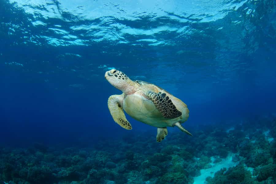 Hurghada: Turtle Bay Speedboat Tour with Snorkeling - Key points before you book