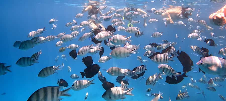 Hurghada: White Island Speedboat Tour, Snorkeling, & Lunch - Nemo Island and the appeal of a quieter beach stop