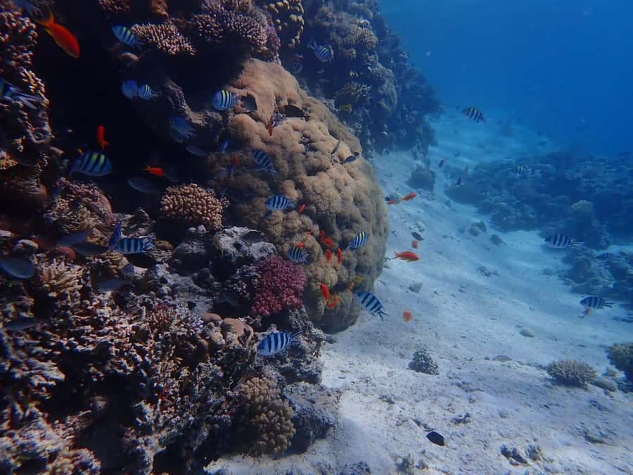 Hurghada: Yacht trip To Magawish island w Snorkeling & Lunch - Key points at a glance