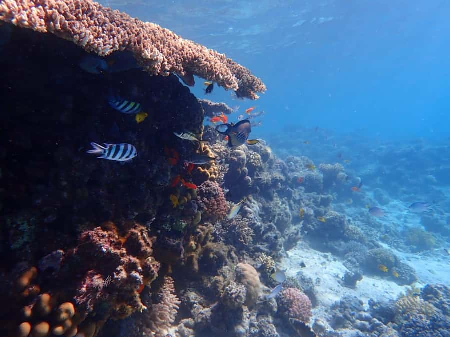 Hurghada: Yacht trip To Magawish island w Snorkeling & Lunch - Leaving Hurghada for a full day on the Red Sea
