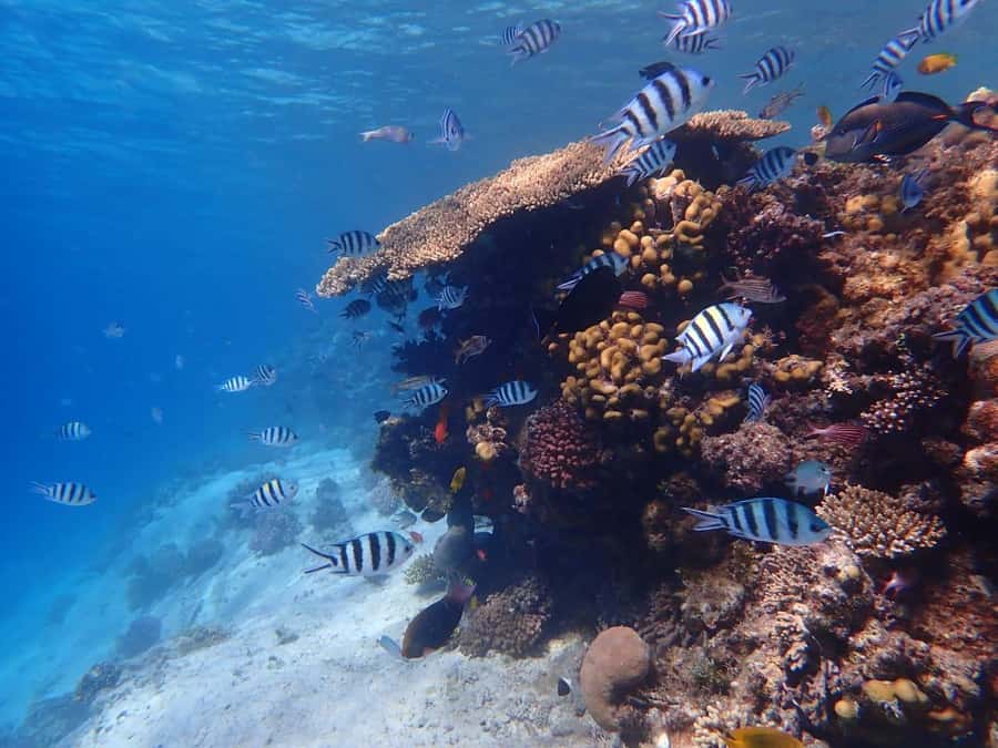 Hurghada: Yacht trip To Magawish island w Snorkeling & Lunch - The 30-minute dolphin search