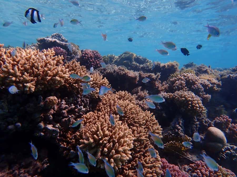 Hurghada: Yacht trip To Magawish island w Snorkeling & Lunch - Lunch and paid food upgrades