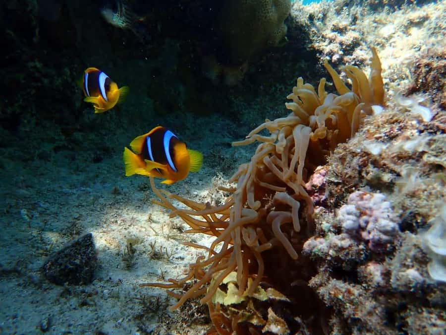 Hurghada: Yacht trip To Magawish island w Snorkeling & Lunch - Optional parasailing and other upgrades