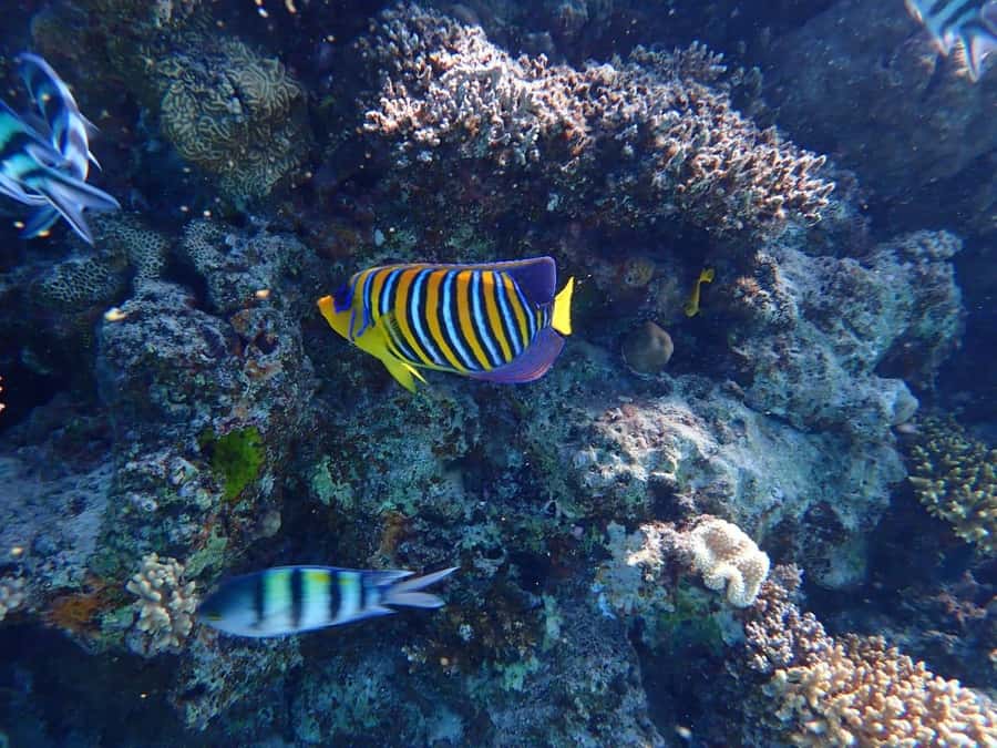 Hurghada: Yacht trip To Magawish island w Snorkeling & Lunch - What to pack and what to leave behind