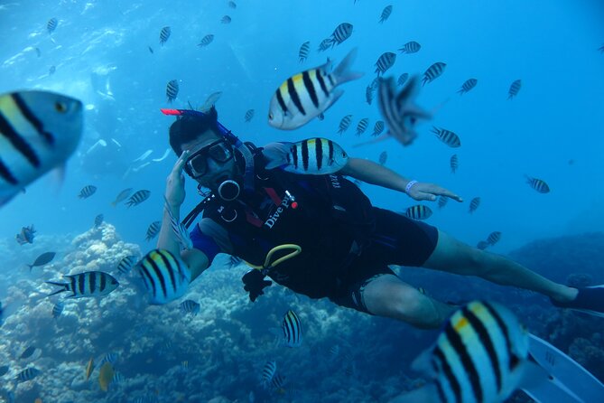 Intro Diving 2 Stops For Beginners with Pick-up and Lunch - Hurghada - Pickup zones and the real cost