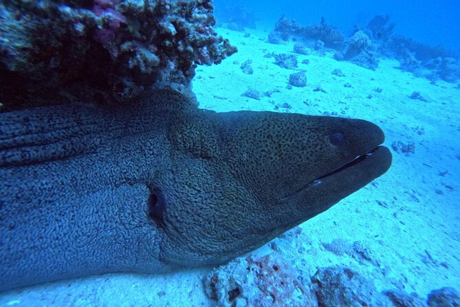 Intro Diving Beginner and Discover Red Sea Underwater - Is $40 good value for Hurghada?