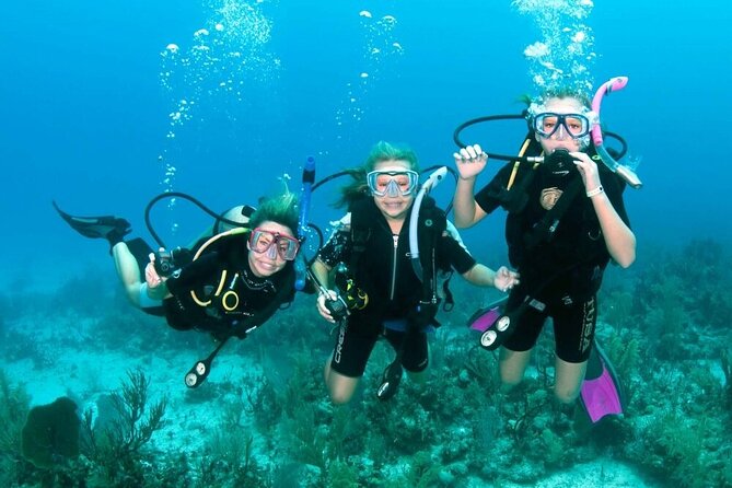 Intro Diving for Beginners 2 Stops Diving with Lunch - Hurghada - The second site, fish, coral, and a chance of dolphins