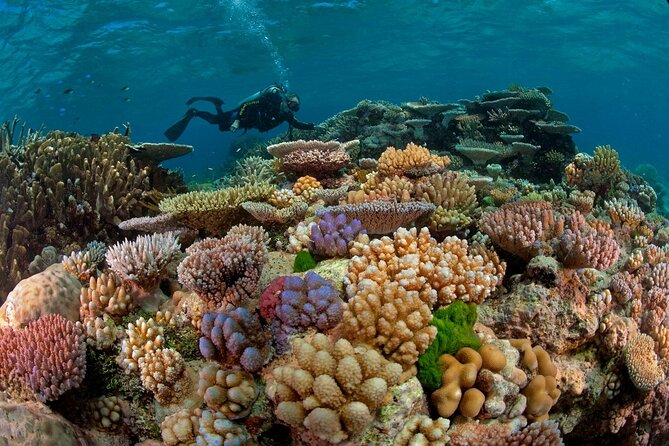 Intro Diving for Beginners 2 Stops Diving with Lunch - Hurghada - What is included for $22