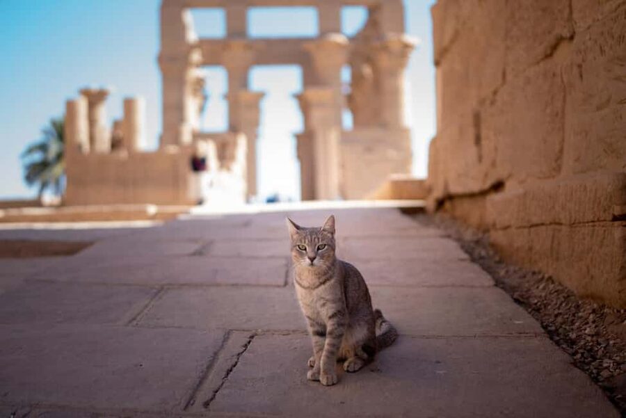 Luxor: Private Full-Day Customized Tour With Carriage Ride - Luxor Temple after the grand scale of Karnak