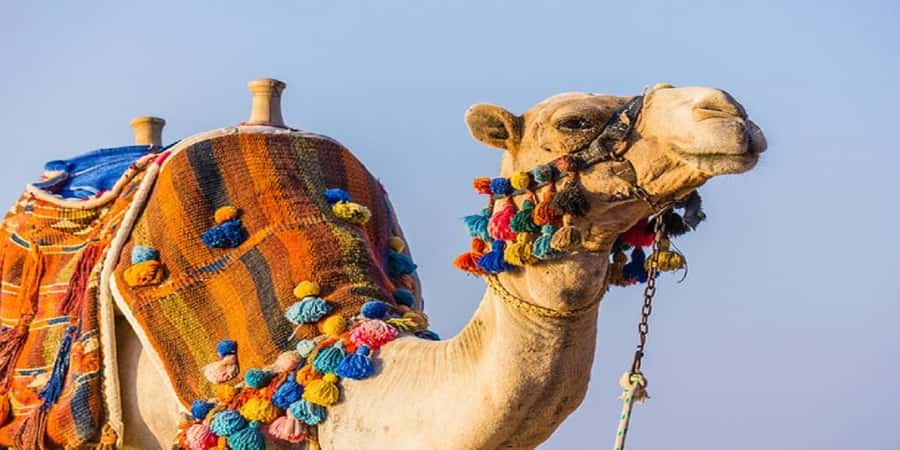 Luxor: Scenic Camel or Horse Ride - Choosing between a horse and a camel