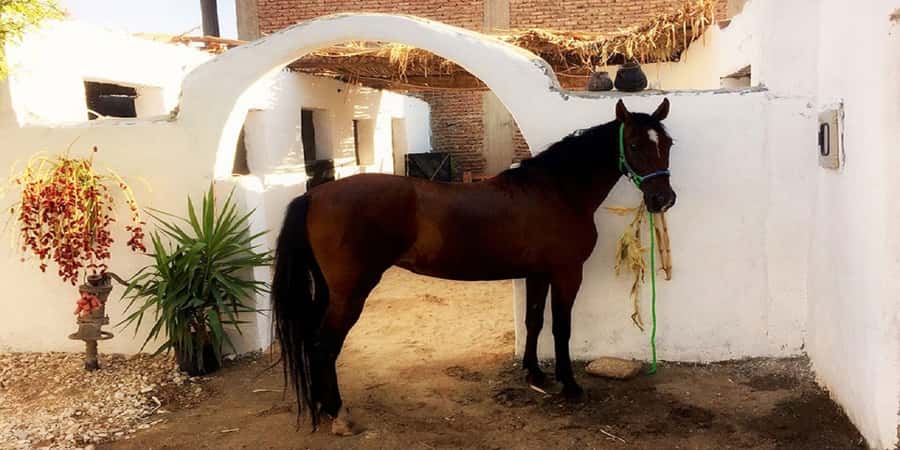 Luxor: Scenic Camel or Horse Ride - A useful break from temple touring